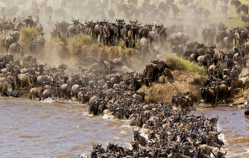 Serengeti Wildebeet Migration